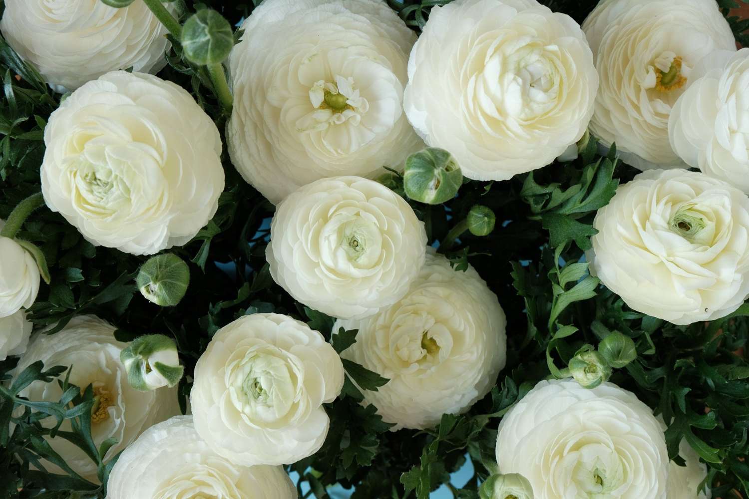 Ranunculus ‘White’